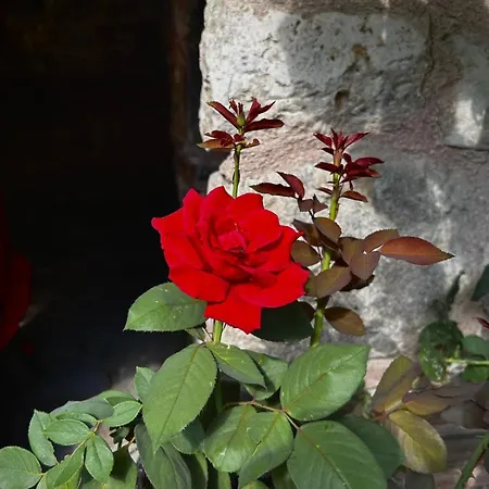 Welcome To The Presence Of History! Dom wakacyjny Stambuł