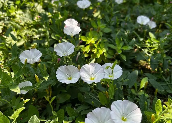 Welcome To The Presence Of History! Semesterbostad Istanbul