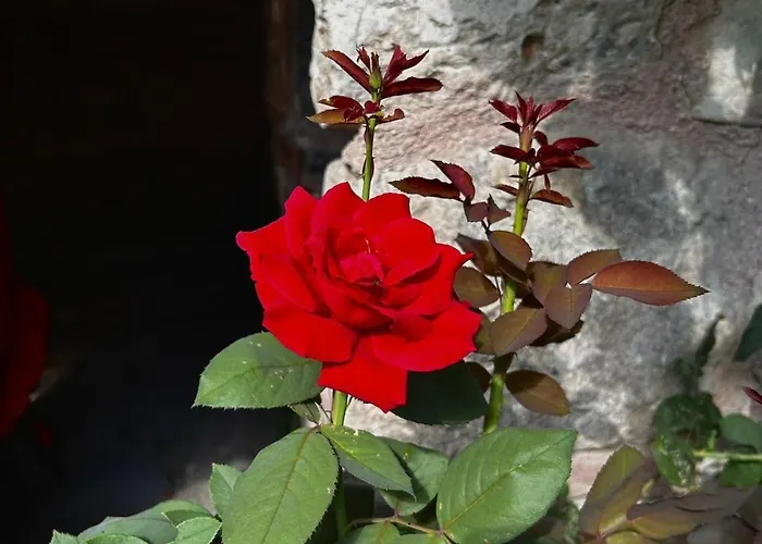 Welcome To The Presence Of History! Semesterbostad Istanbul